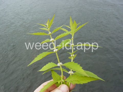 bugleweed, rough